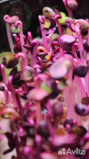 Семена для микрозелени Европейский Гост