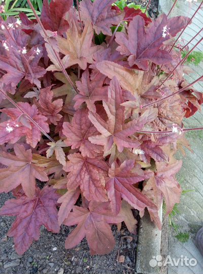 Гейхеры. Хосты