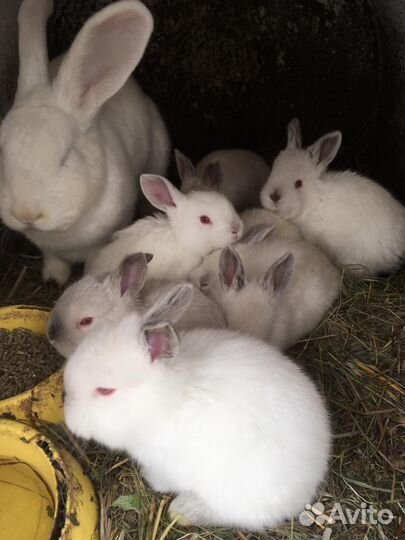 Калифорнийцы чистокровные