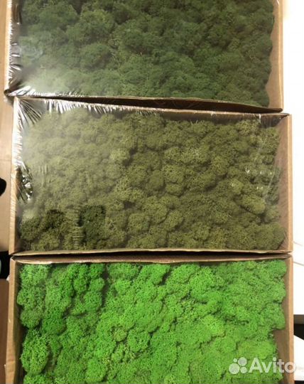 Стабилизированный мох для панно