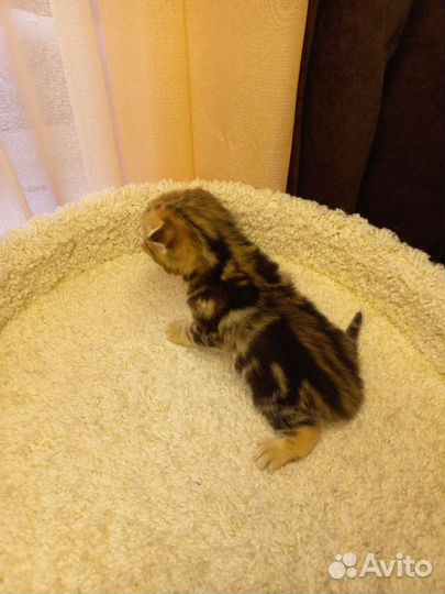 Шотландский кот вязка