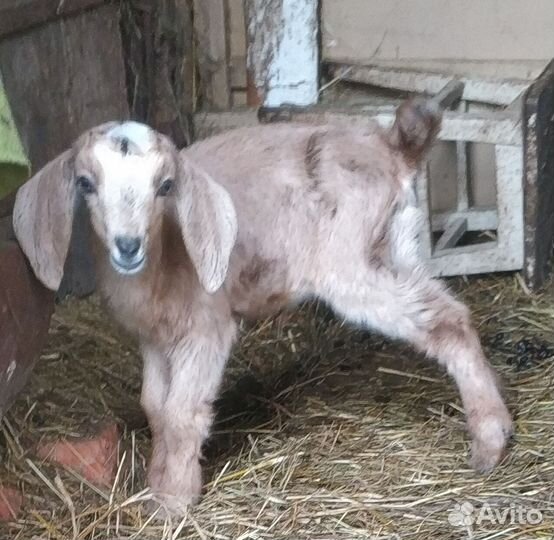 Нубийские высоко процентные козлята