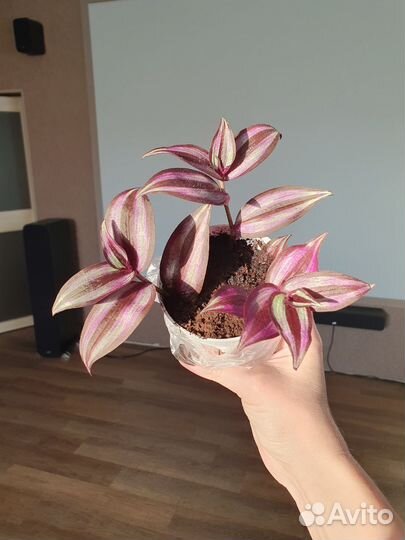 Традесканция зебрина