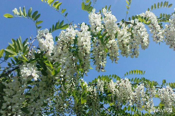 Саженцы белой акации