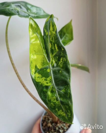 Клубни вариегатных алоказий