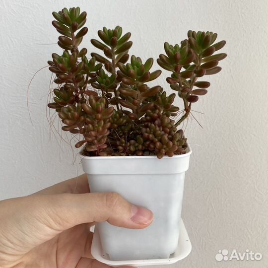 Суккуленты. Седум