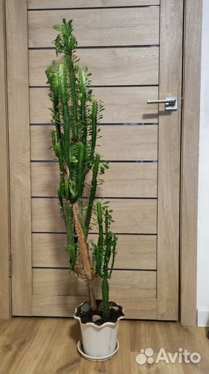 Молочай трёхгранный огромный