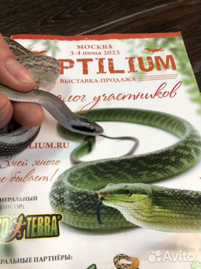 Полоз зеленый