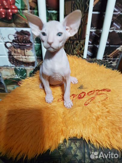 Петерболд, ориентал