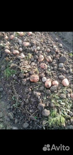 Продам картофель