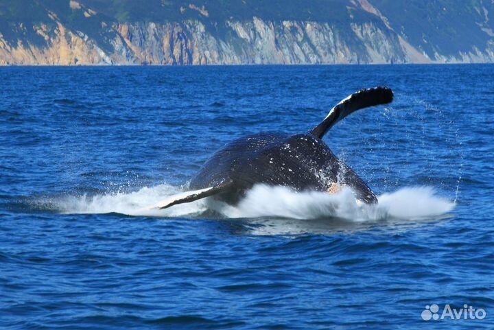 Морские прогулки