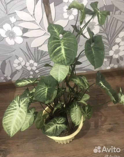 Комнатный цветок Бегония тигровая/ Сингониум