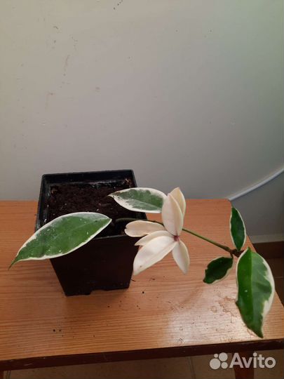 Хойя карноза кримсон квин