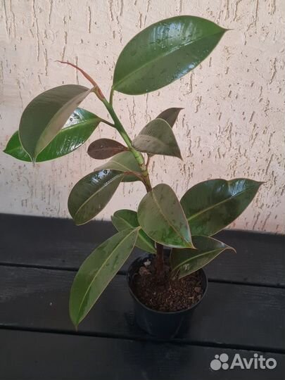 Фикус эластика Мелани