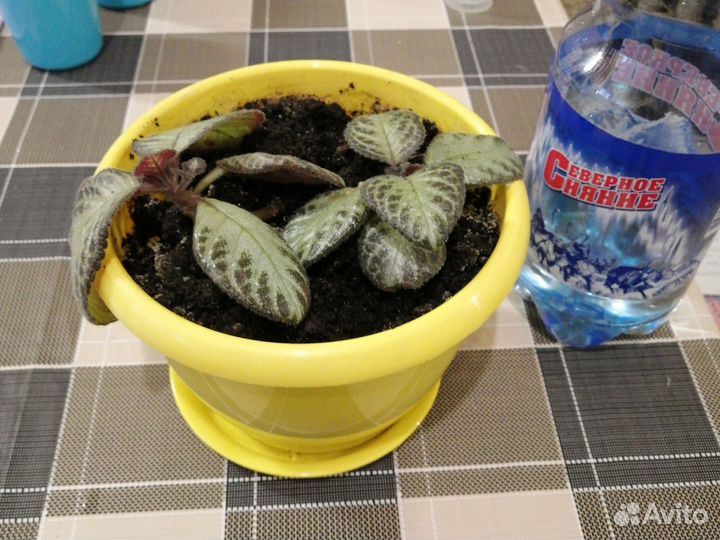 Эписция медной красная