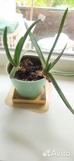 Алоэ Вера растение
