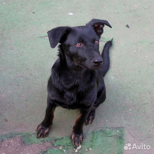 Кобелек в добрые руки