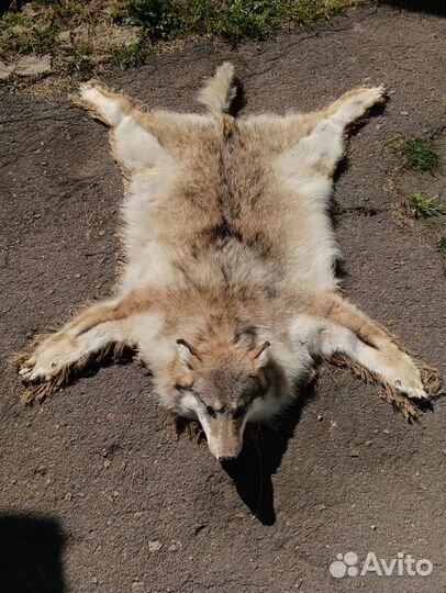 Шкура волка