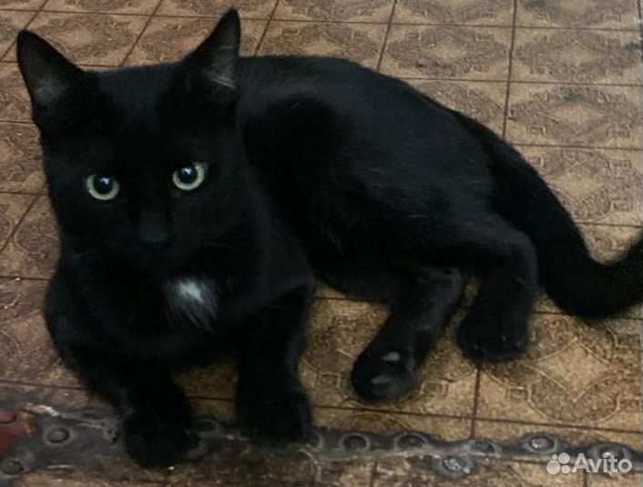 Шикарный котик