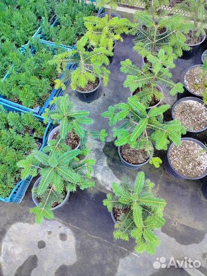 Пихта Нордмана