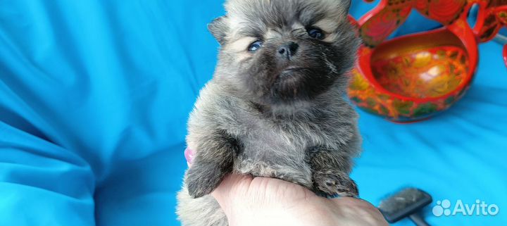 Шпицедетки