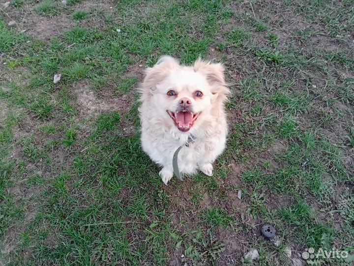 Собака в добрые руки отдам бесплатно