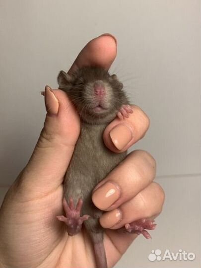 Крысята. Декоративная крыса. Крысы дамбо