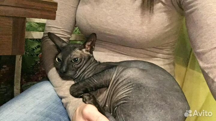 Мужчина ищет даму Донской сфинкс