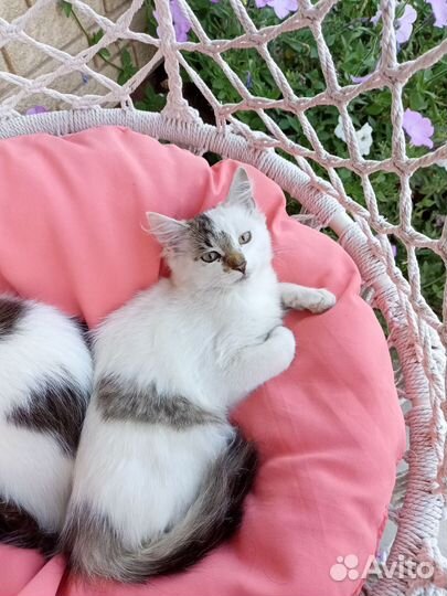 Кошки бесплатно