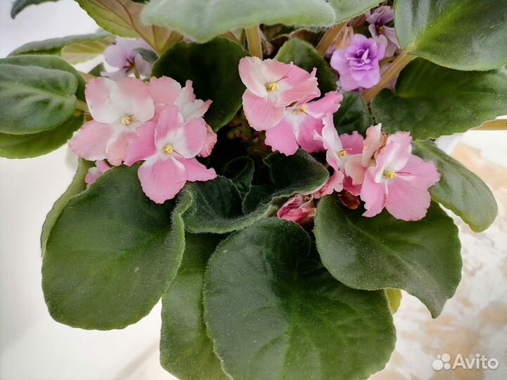 Фиалки розовые и сиреневые