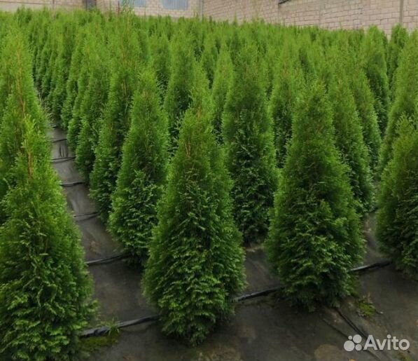 Тут смарагд