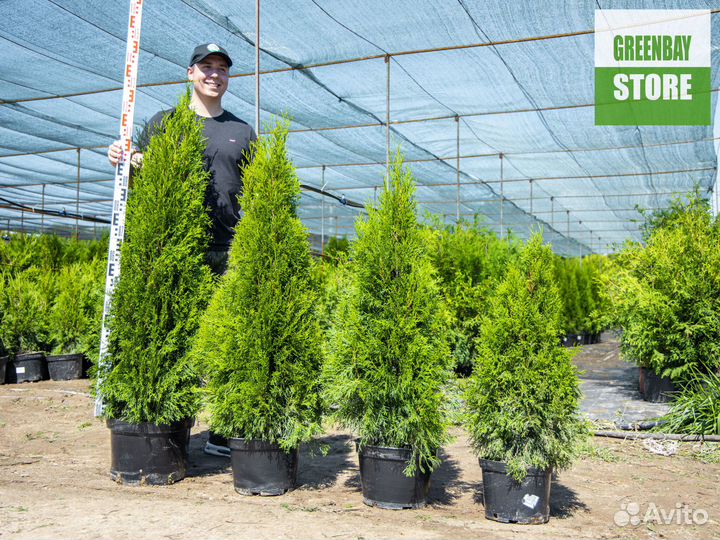 Туи смарагд 1,4 м свежая копка 2023