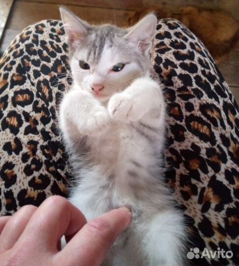 Британские котята