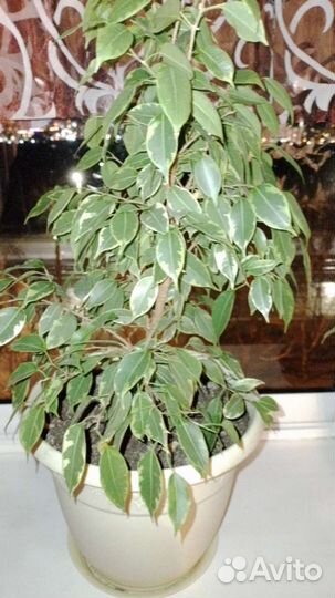 Фикус Бенджамина