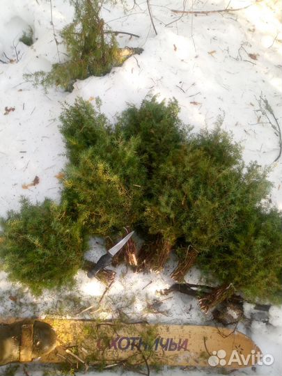 Банные веники пихтовые и можжевеловые