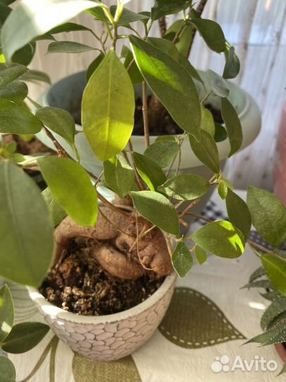 Комнатные растения цветы большие