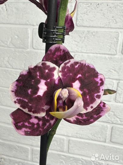 Орхидея