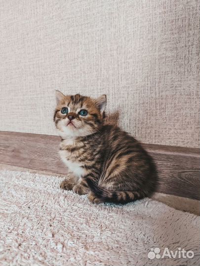Продам британского котёнка