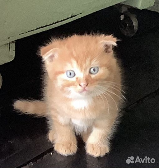 Котик вислоухий