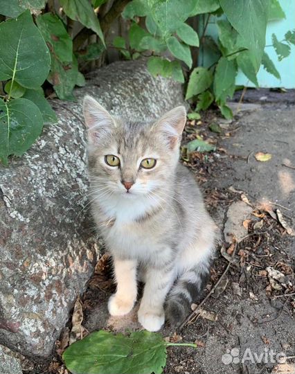 Кошка в дар