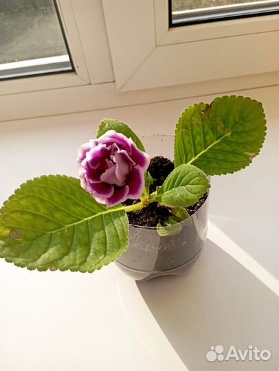 Глоксиния цветущая