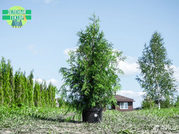 Туя брабант 1,2 м свежая копка 2023