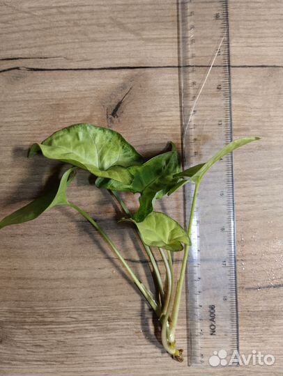 Сингониум баттерфляй (butterfly)