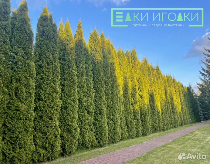 Туи Колумна,Смарагд (предзаказ на весну)