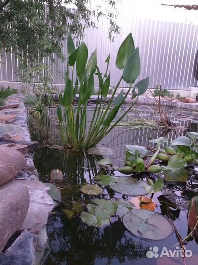 Растения для пруда