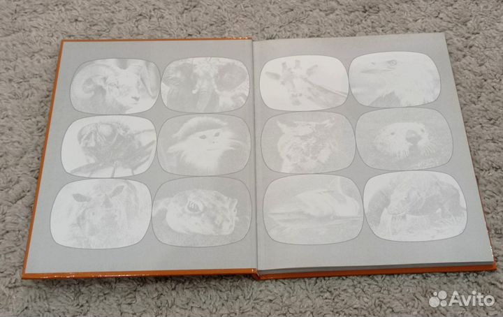 Насекомые и Пауки: энциклопедия. Фотографии