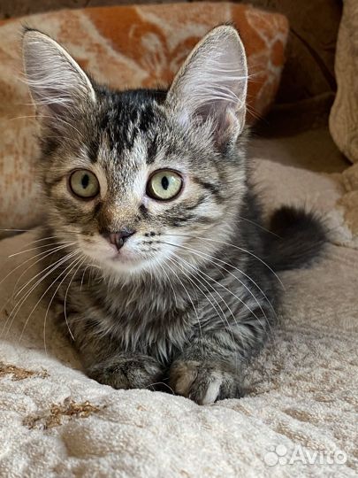 Кошка отдаю котят