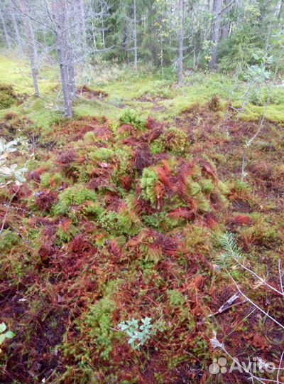 Мох строительный