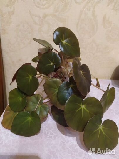 Бегония Фиста