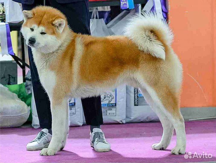 Кобель для вязки акита ину